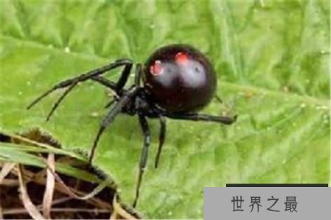 世界十大恐怖毒虫