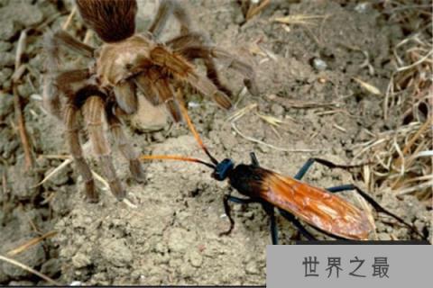 世界十大恐怖毒虫