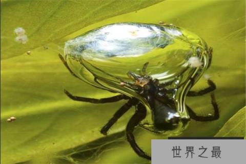 世界十大恐怖毒虫