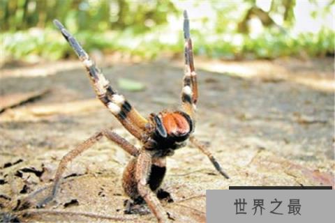 世界十大恐怖蜘蛛