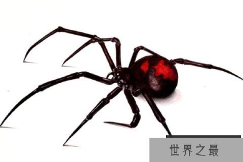 世界十大恐怖蜘蛛