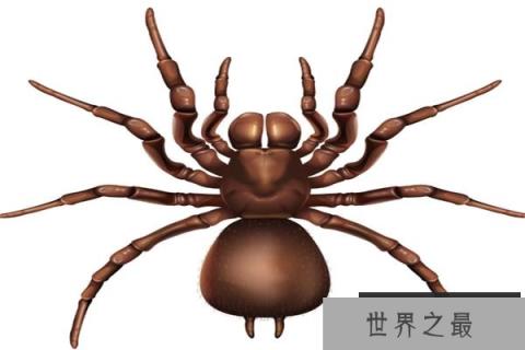 世界十大恐怖蜘蛛