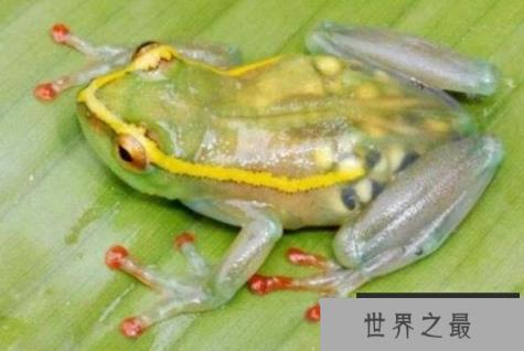 世界十大透明动物排行榜：透明青蛙可看见身体构造