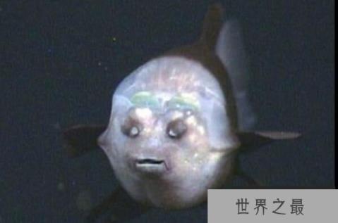 世界十大透明动物排行榜：透明青蛙可看见身体构造