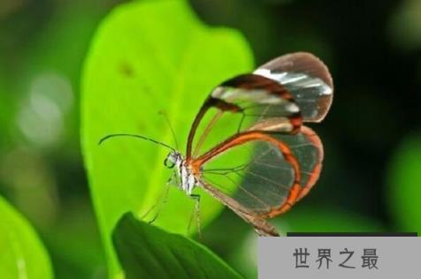 世界十大透明动物排行榜：透明青蛙可看见身体构造