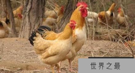 土鸡有哪些品种最好？散养土鸡十大品种