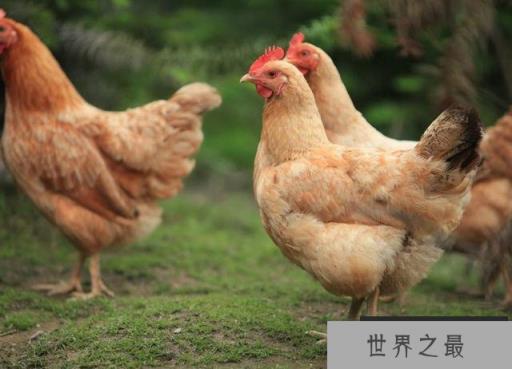 土鸡有哪些品种最好？散养土鸡十大品种