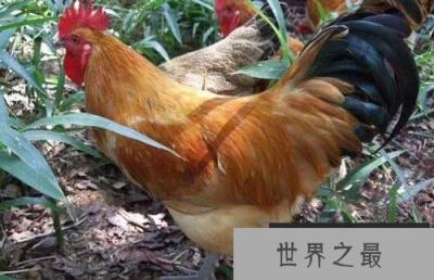土鸡有哪些品种最好？散养土鸡十大品种