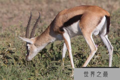 动物三大类是哪三类？陆生动物、水生动物和两栖动物