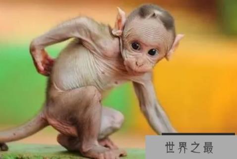 动物三大类是哪三类？陆生动物、水生动物和两栖动物