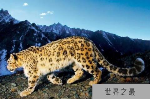 动物三大类是哪三类？陆生动物、水生动物和两栖动物