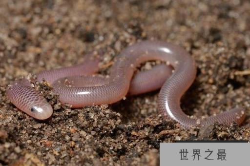世界上最短小的蛇：盲蛇不会超过30公分