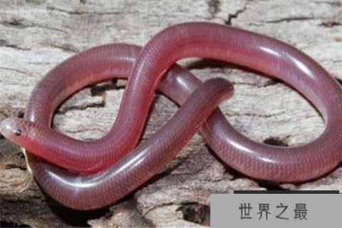 世界上最短小的蛇：盲蛇不会超过30公分