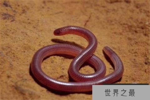 世界上最短小的蛇：盲蛇不会超过30公分