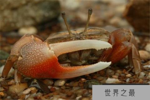 世界上最会变色的螃蟹是什么？招潮蟹一天变换八种颜色