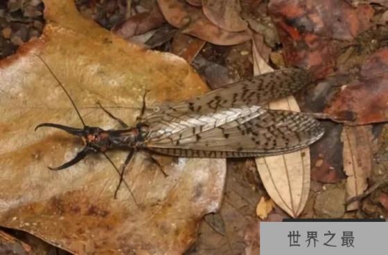 世界上最会测水质的昆虫：一旦水质污染，就会自己消失