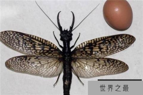 世界上最会测水质的昆虫：一旦水质污染，就会自己消失