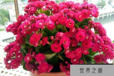 世界十大最旺风水的花，长寿花排第一位