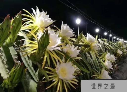 世界十大最旺风水的花，长寿花排第一位