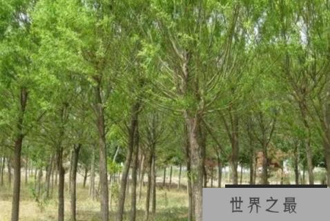 世界十大耐旱树木：胡杨第三，冬樱花排首位
