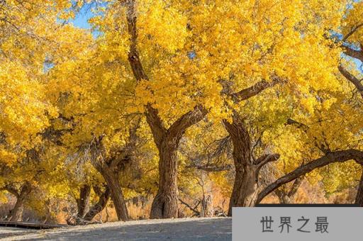 世界十大耐旱树木：胡杨第三，冬樱花排首位
