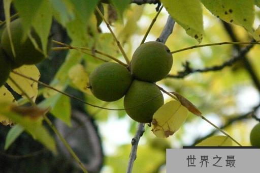 世界十大经济树木排名，美国黑核桃排第一名