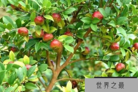 世界十大经济树木排名，美国黑核桃排第一名