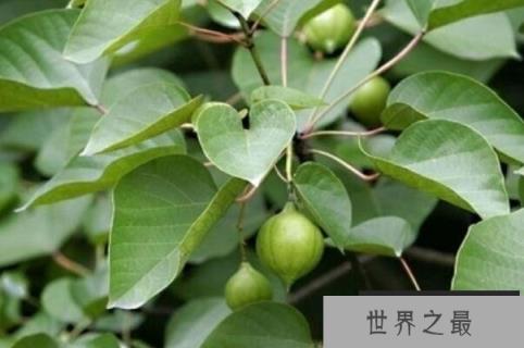 世界十大经济树木排名，美国黑核桃排第一名