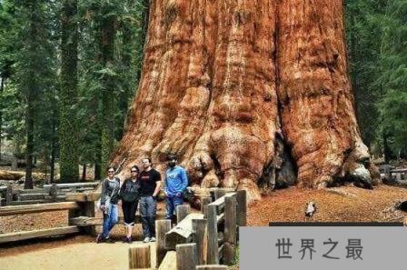 世界上最大最老的树，雪曼将军树有3200年的树龄