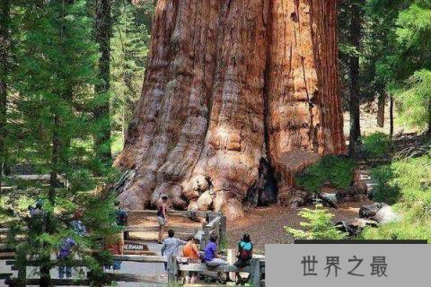 世界上最大最老的树，雪曼将军树有3200年的树龄