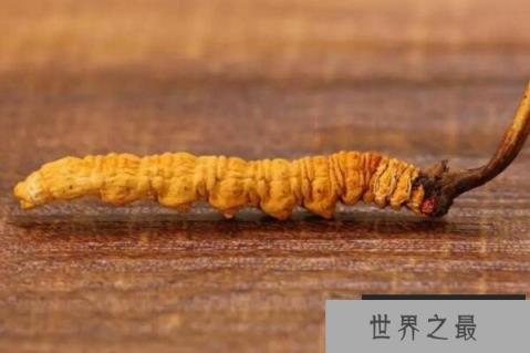 植物药材排行榜前十名：檀香垫底，冬虫夏草获得第一名