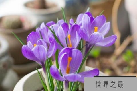 植物药材排行榜前十名：檀香垫底，冬虫夏草获得第一名