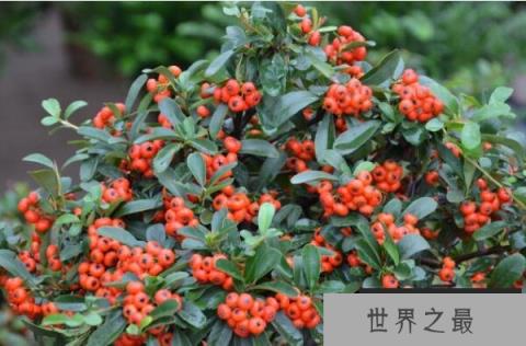 常见的十大室内观果植物：火棘、乳茄均榜上有名