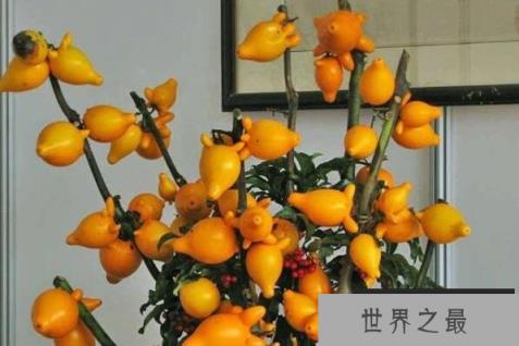 常见的十大室内观果植物：火棘、乳茄均榜上有名