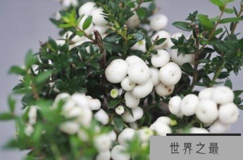 常见的十大室内观果植物：火棘、乳茄均榜上有名