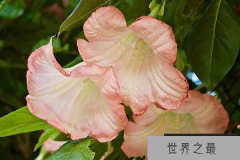 全球十大具有药用价值花卉，什么花药用价值最高