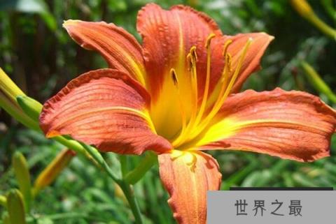 具有食用价值十大植物排名：黄花菜、桂花排前两名