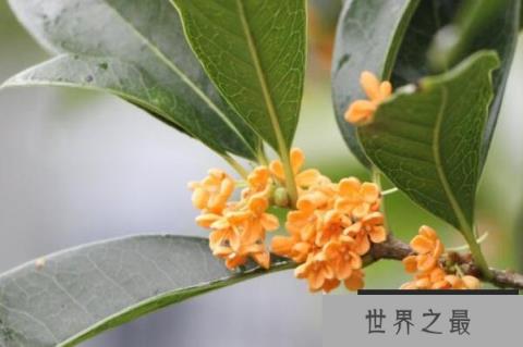 具有食用价值十大植物排名：黄花菜、桂花排前两名