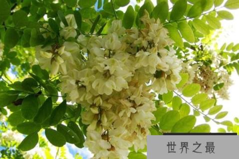 具有食用价值十大植物排名：黄花菜、桂花排前两名