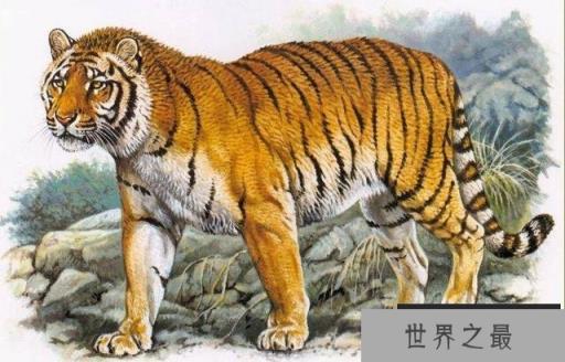 20世纪中国十大灭绝动物：新疆虎、台湾云豹双双上榜