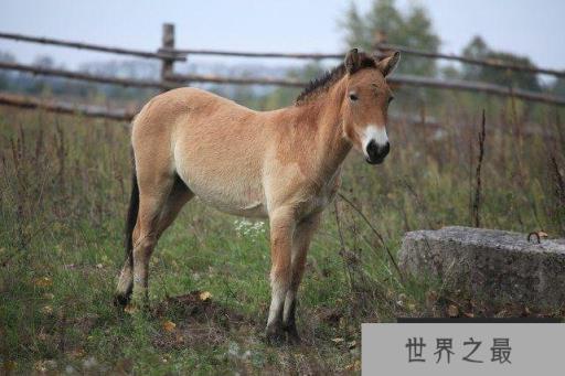 20世纪中国十大灭绝动物：新疆虎、台湾云豹双双上榜