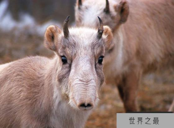 20世纪中国十大灭绝动物：新疆虎、台湾云豹双双上榜