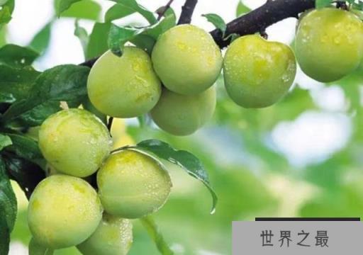 中国最好的李子在哪里？国内优质李子十大产地