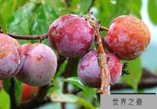 中国最好的李子在哪里？国内优质李子十大产地