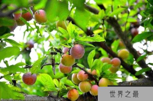 中国最好的李子在哪里？国内优质李子十大产地
