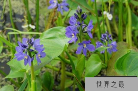 水生植物有哪些品种？十大知名浮水植物