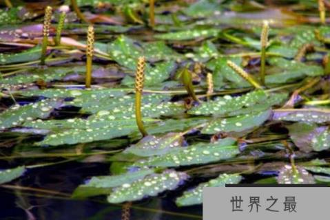 水生植物有哪些品种？十大知名浮水植物