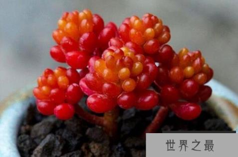 好看的多肉品种有哪些？十大好看的多肉植物排名