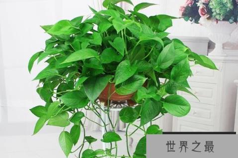 室内成活率高的植物排名前十，室内容易养活的植物有哪些