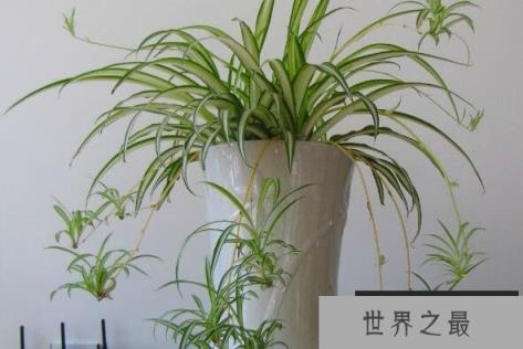 室内成活率高的植物排名前十，室内容易养活的植物有哪些